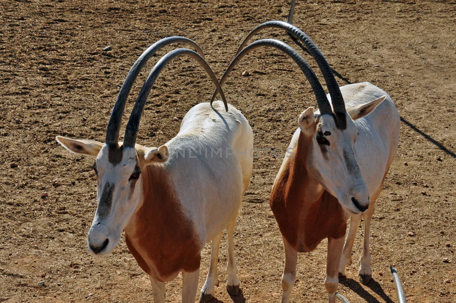 Two scimitar horned oryx antelopes. Mammal animal extinct in the wild.