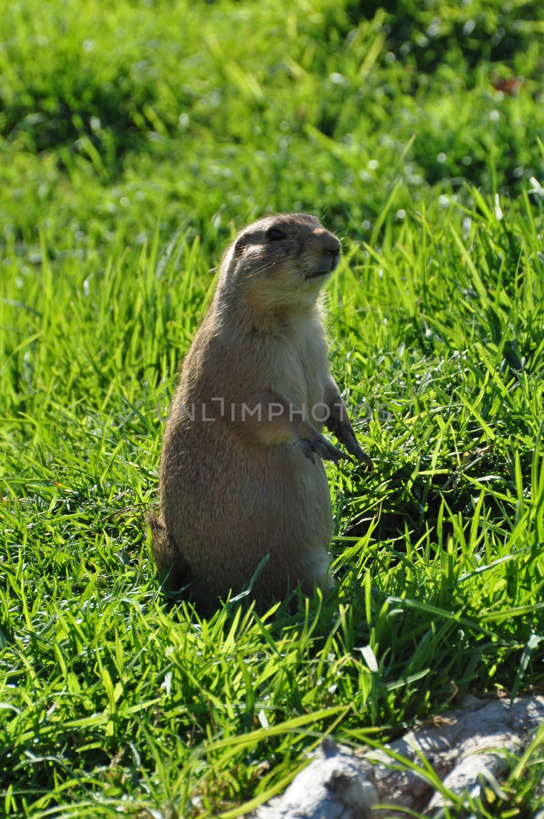 Black tailed prairie dog rodent animal standing on hind legs.