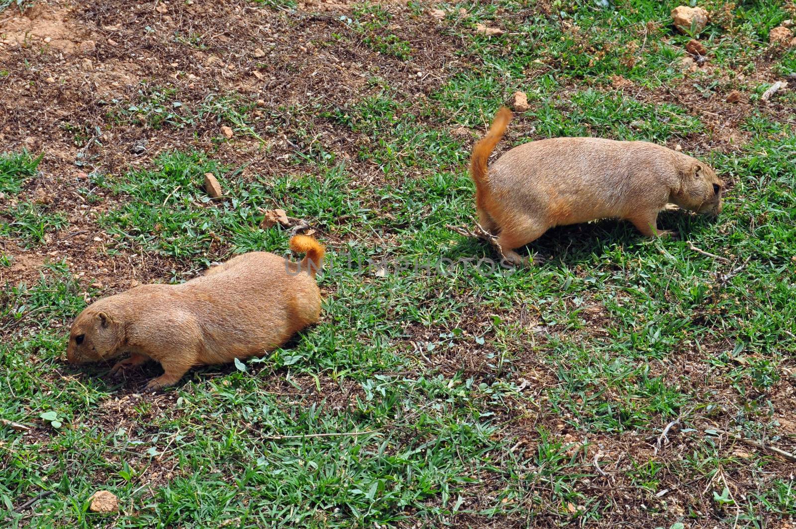 Prairie dog rodents feeding on grass. Animals in natural environment.