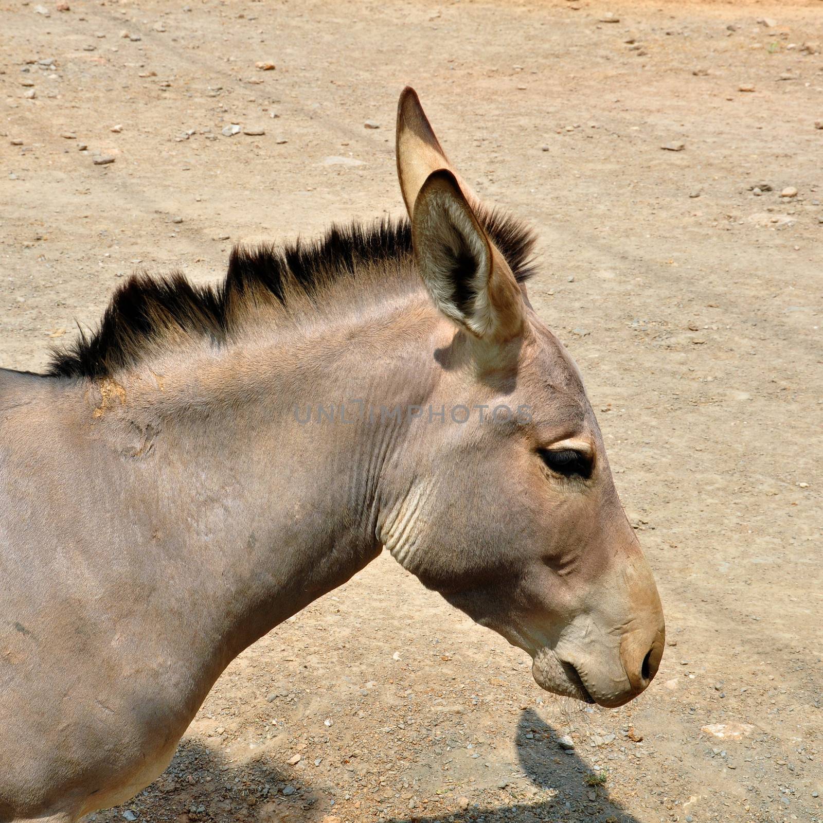 Somali wild ass. Critically endangered animal similar to the zebra facing high risk of extinction in the wild.