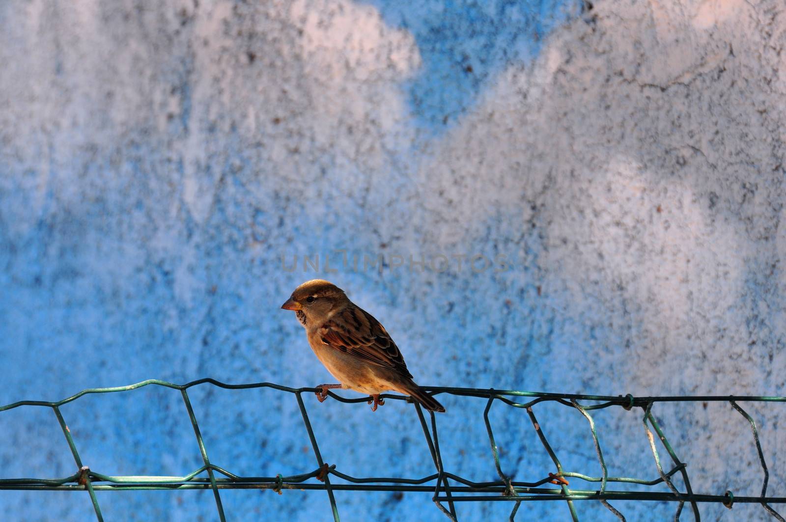 Sparrow small passerine bird sitting on fence. Animal background.