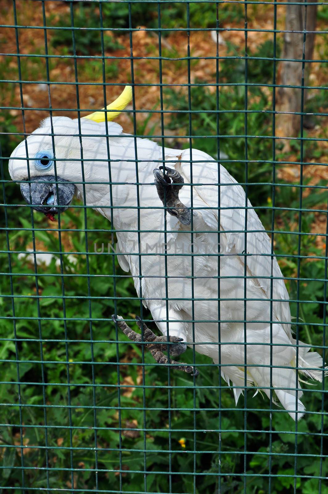 sulphur crested cockatoo by sirylok
