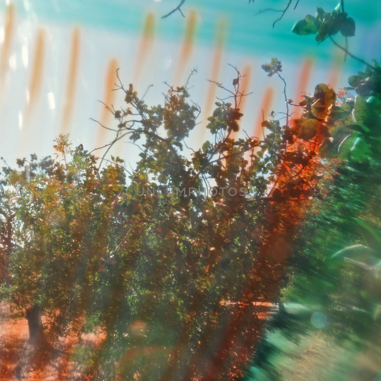 Trees and sky on a sunny day abstract landscape distorted through paint smudged glass.