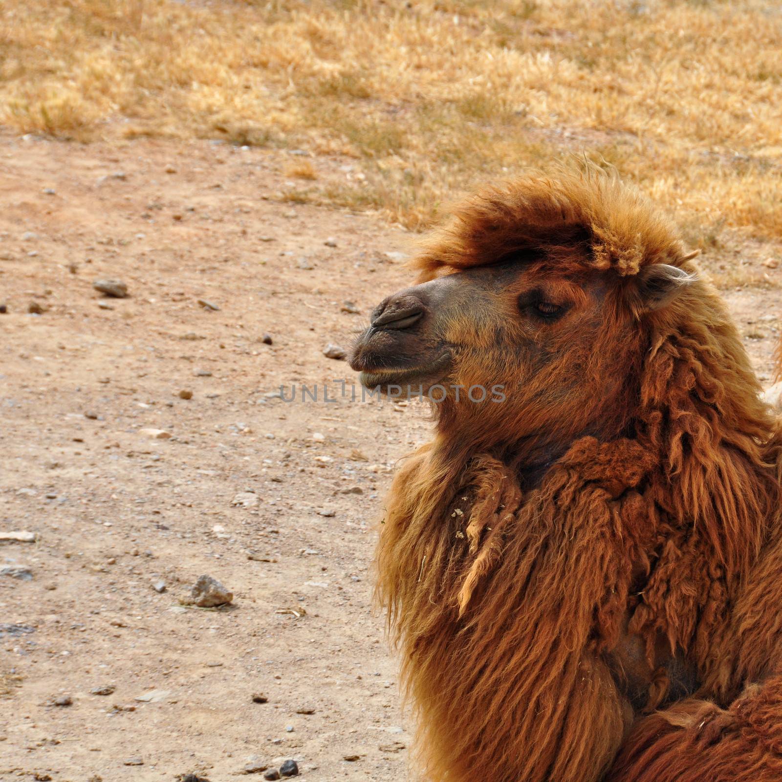 wild bactrian camel by sirylok