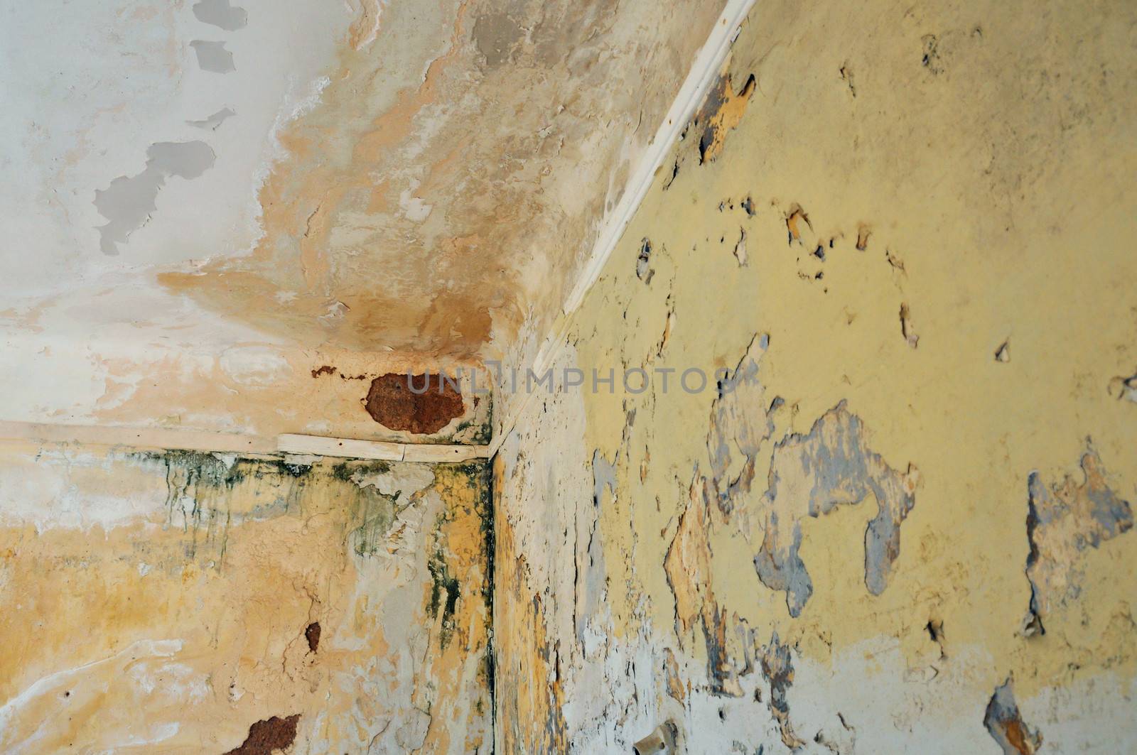 Mold and chipped paint on the wall and ceiling of an abandoned house.