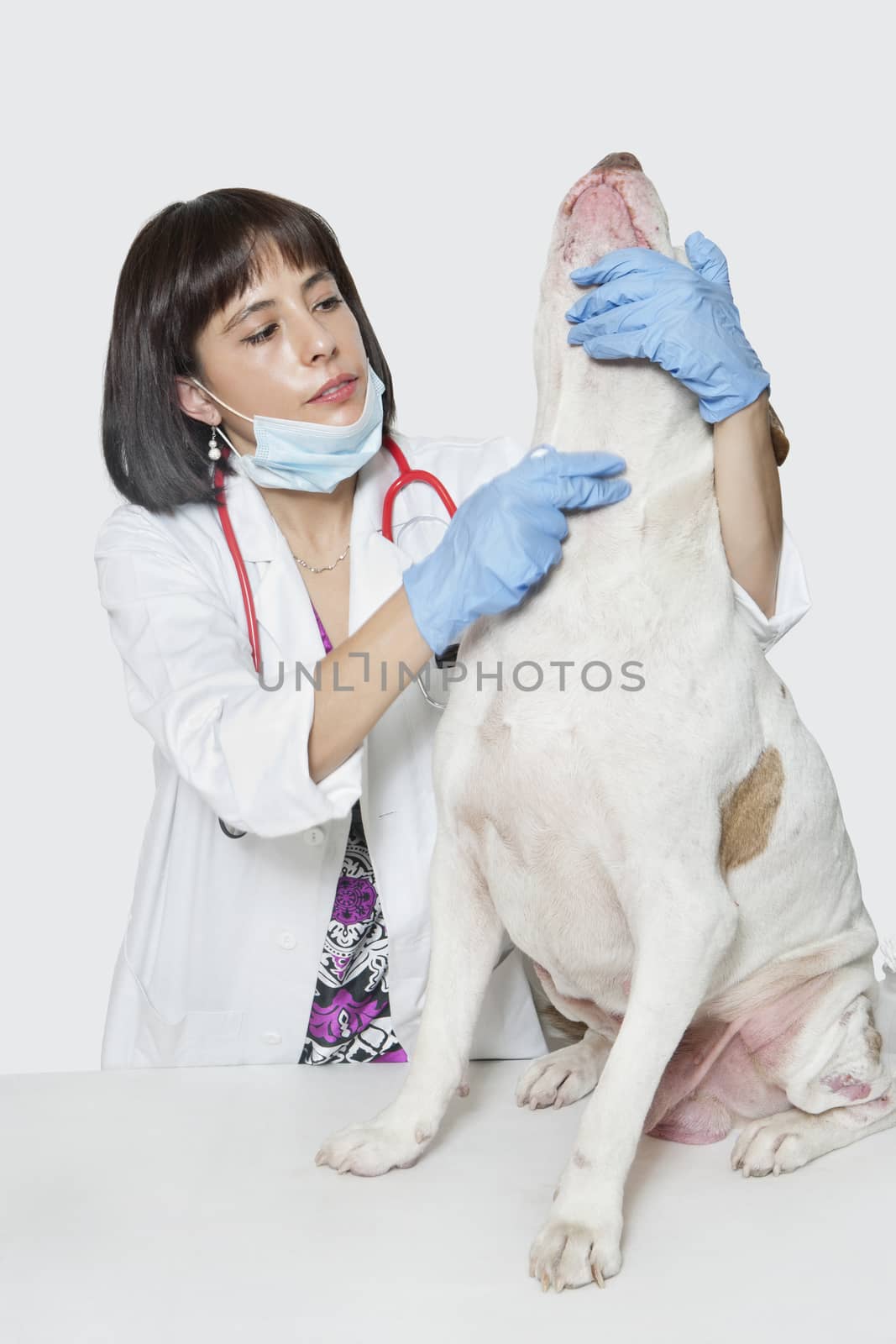 Female veterinarian examining dog against gray background by moodboard