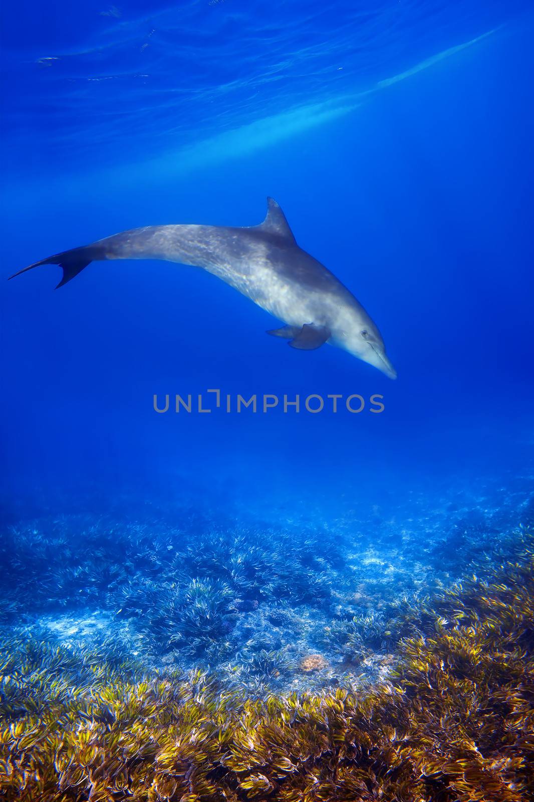 Wild Dolphin and sea grass in blue ocean of Zanzibar
