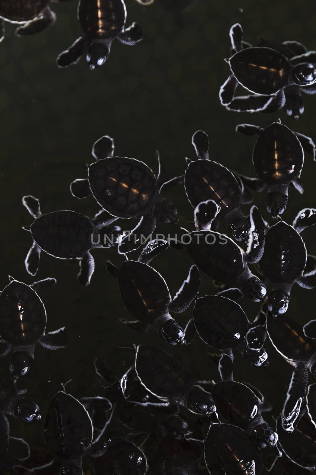 A group of baby sea turtle in conservation. 