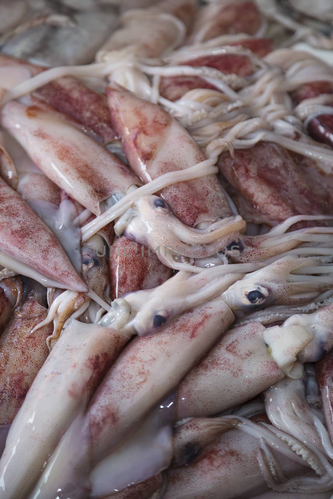 Close up of fresh squids in the market