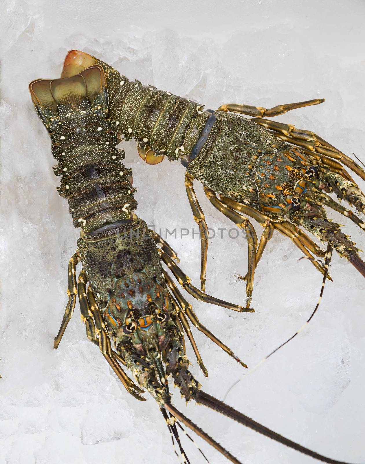 Top view of two fresh lobster side by side with ice.