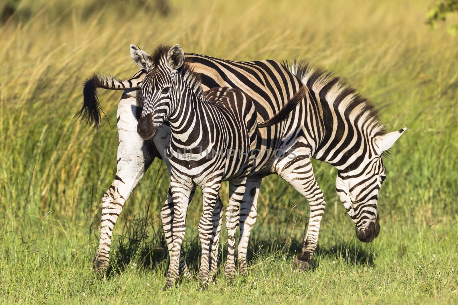 Zebra Calf Colors by ChrisVanLennepPhoto