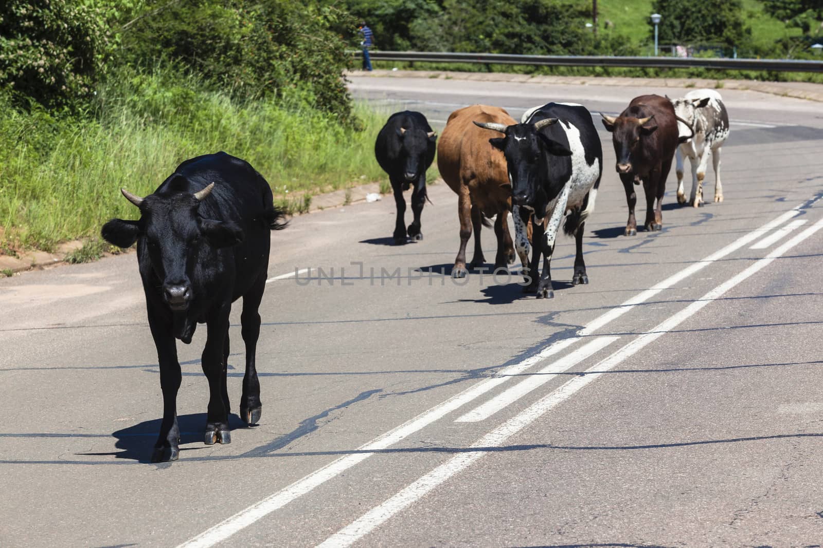 Cattle Animals Walking Road by ChrisVanLennepPhoto