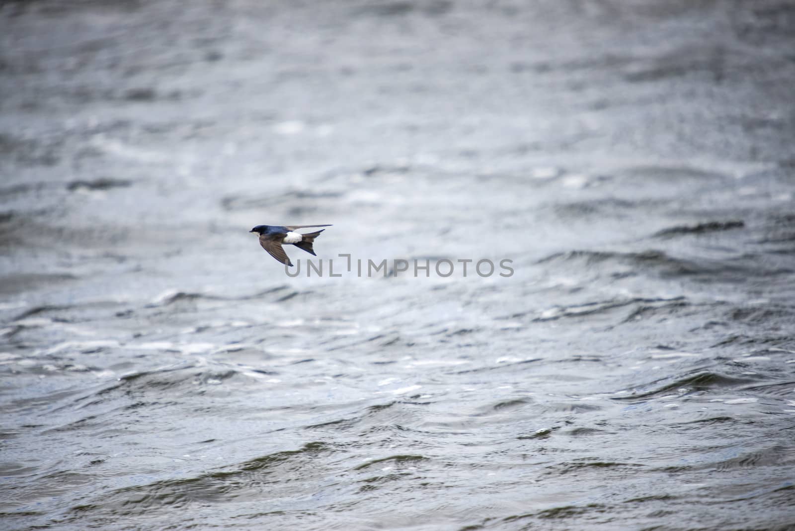 flying, common house martin, delichon urbicum by steirus