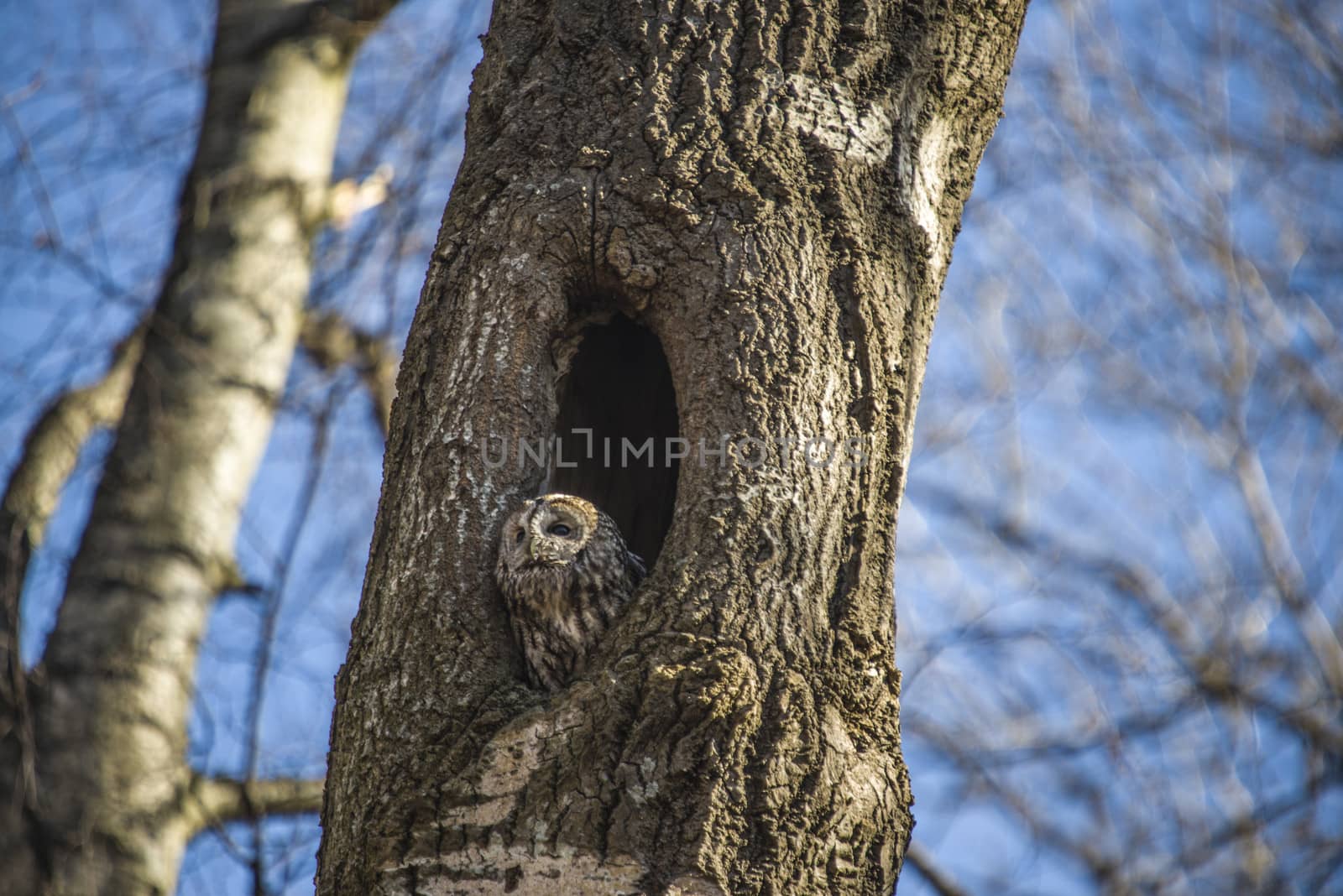 The image is shot in a older preserved deciduous forest  in Halden, Norway called Refne. The owl sits in a hole in the tree and have an overview of most of the forest. The image was shot one day in April 2013.