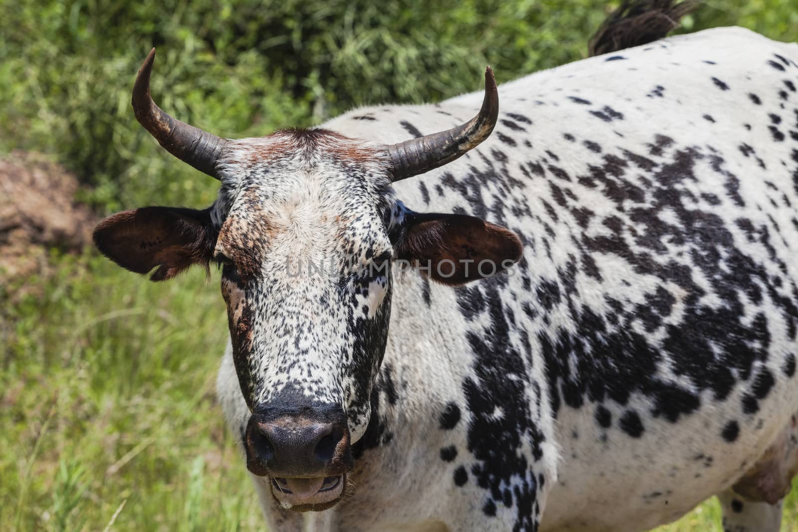 Cow Animal Spotted by ChrisVanLennepPhoto