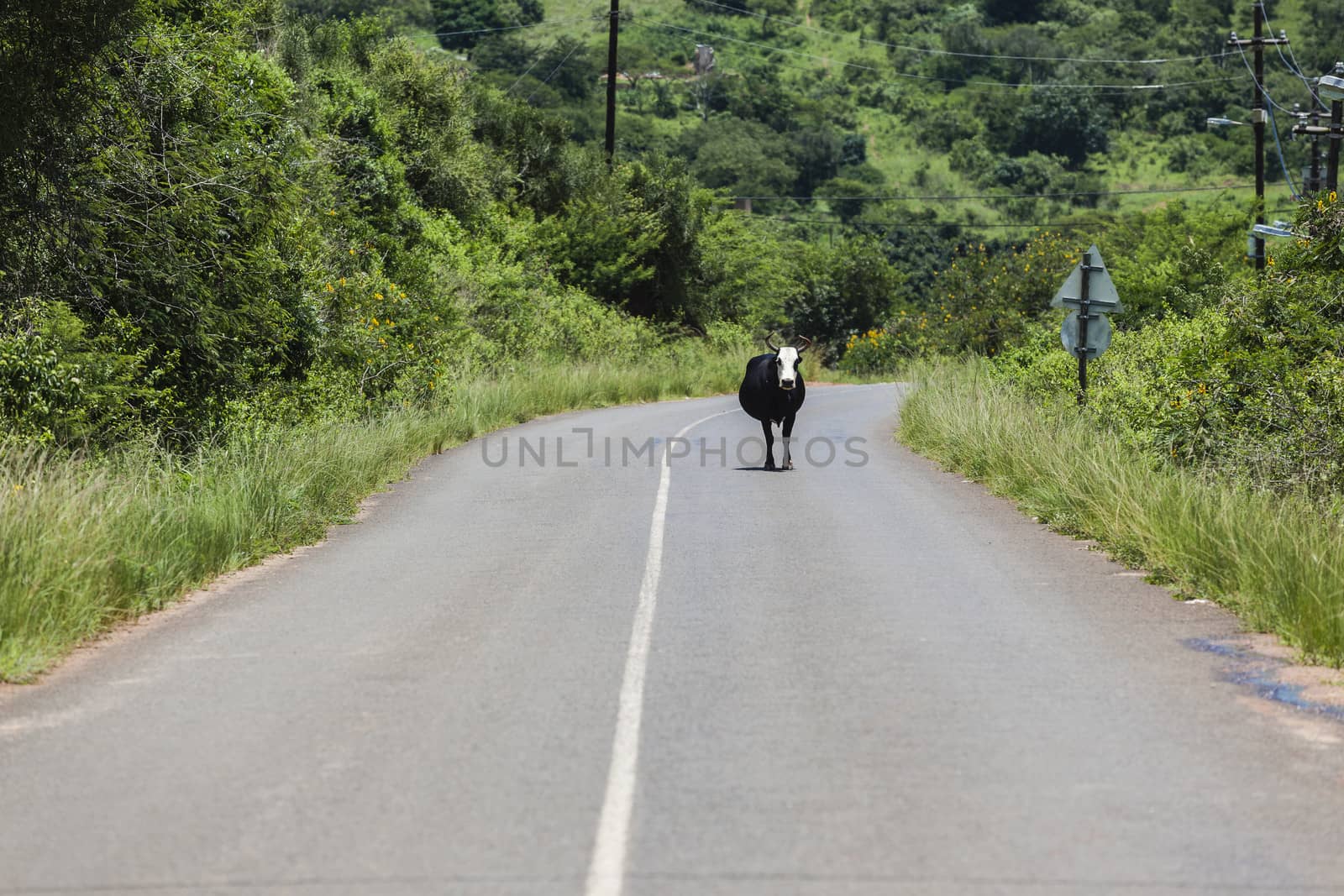 Cattle animal walking down valley road dangerous for cars traffic