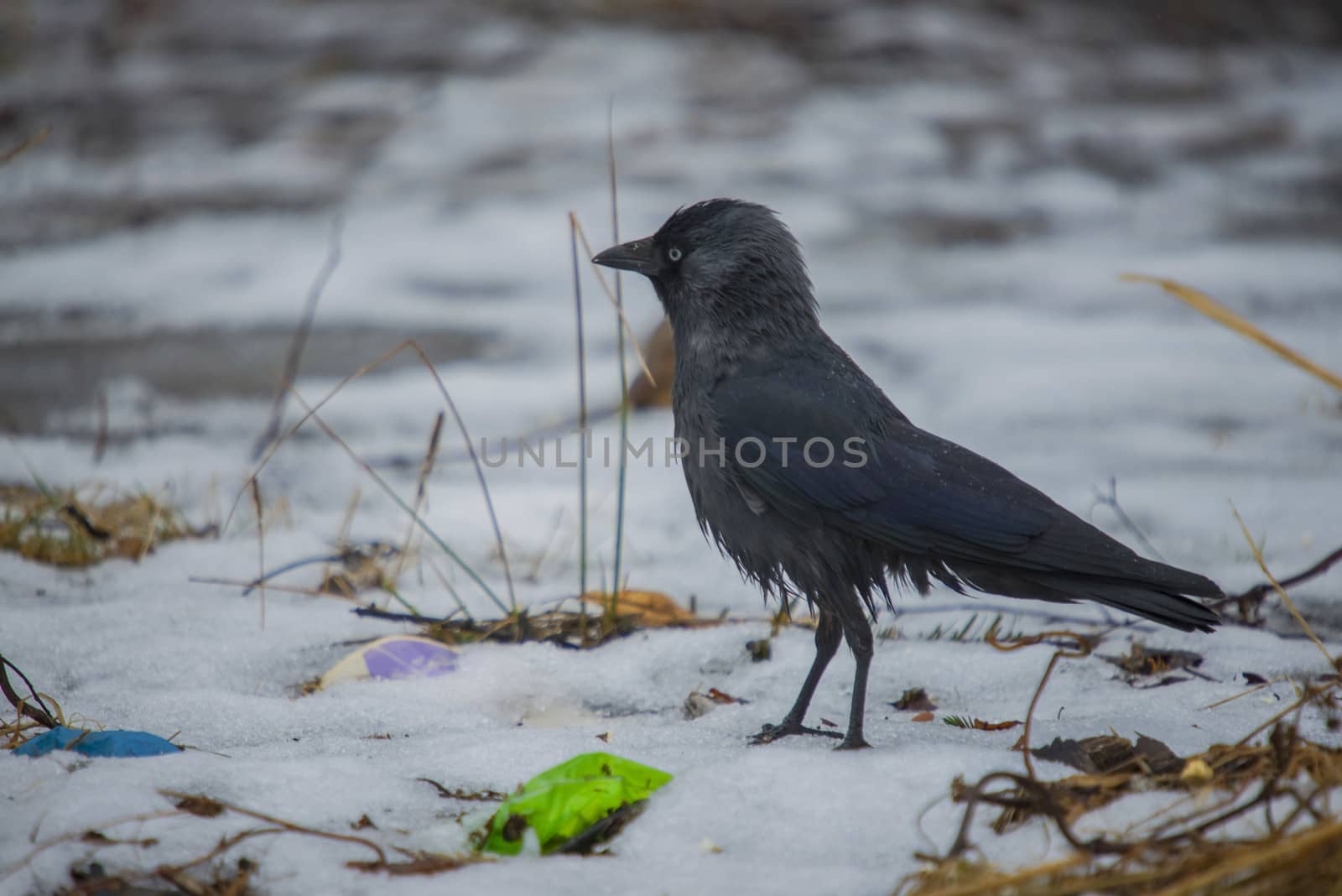there is a teeming bird life at the tista river in Halden, the picture is shot one day in february 2013 and shows a jackdaw looking for food