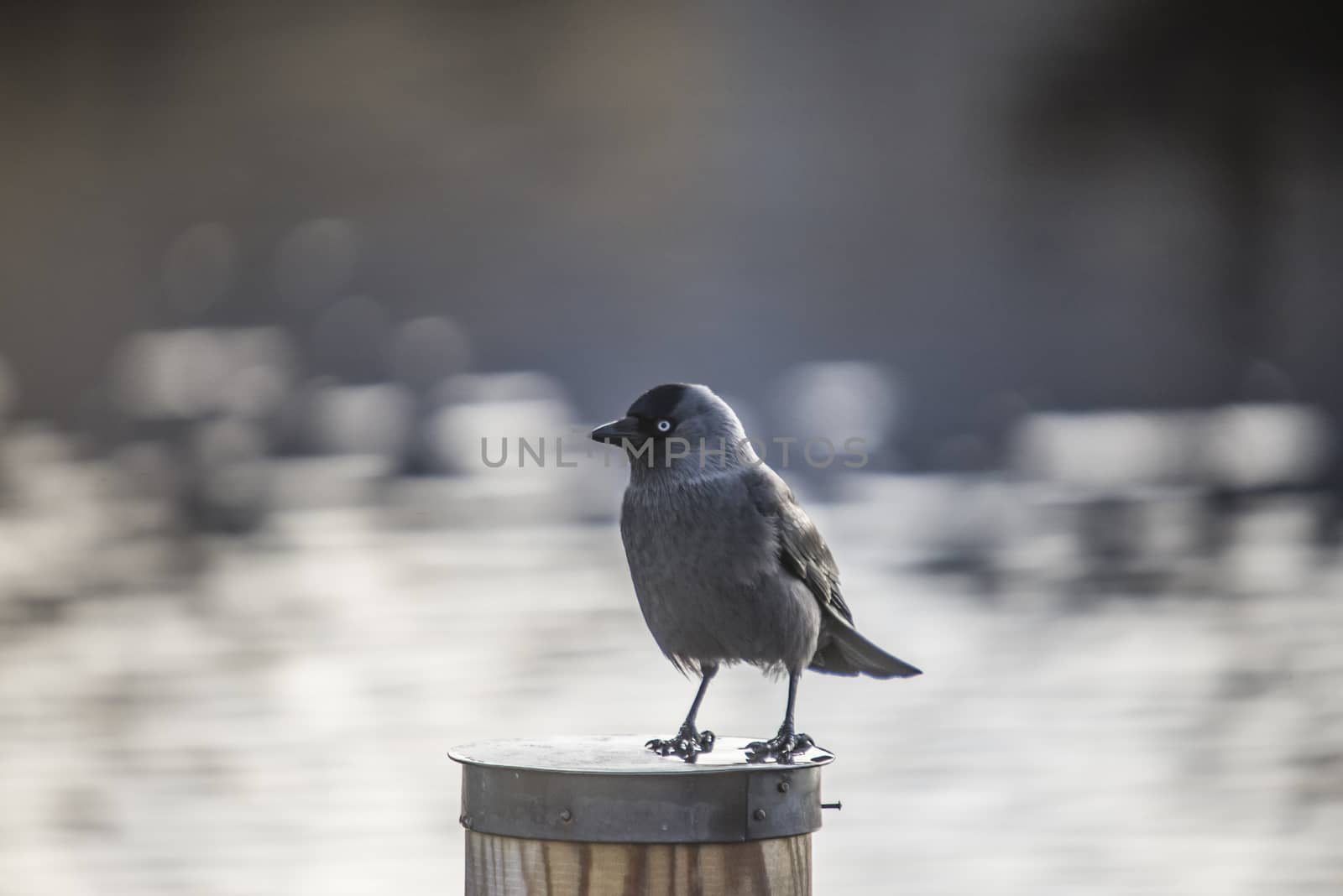 the western jackdaw (corvus monedula), sometimes known as the eurasian jackdaw, european jackdaw or simply jackdaw, is a passerine bird in the crow family, the image is shot at the tista river in Halden december 2012