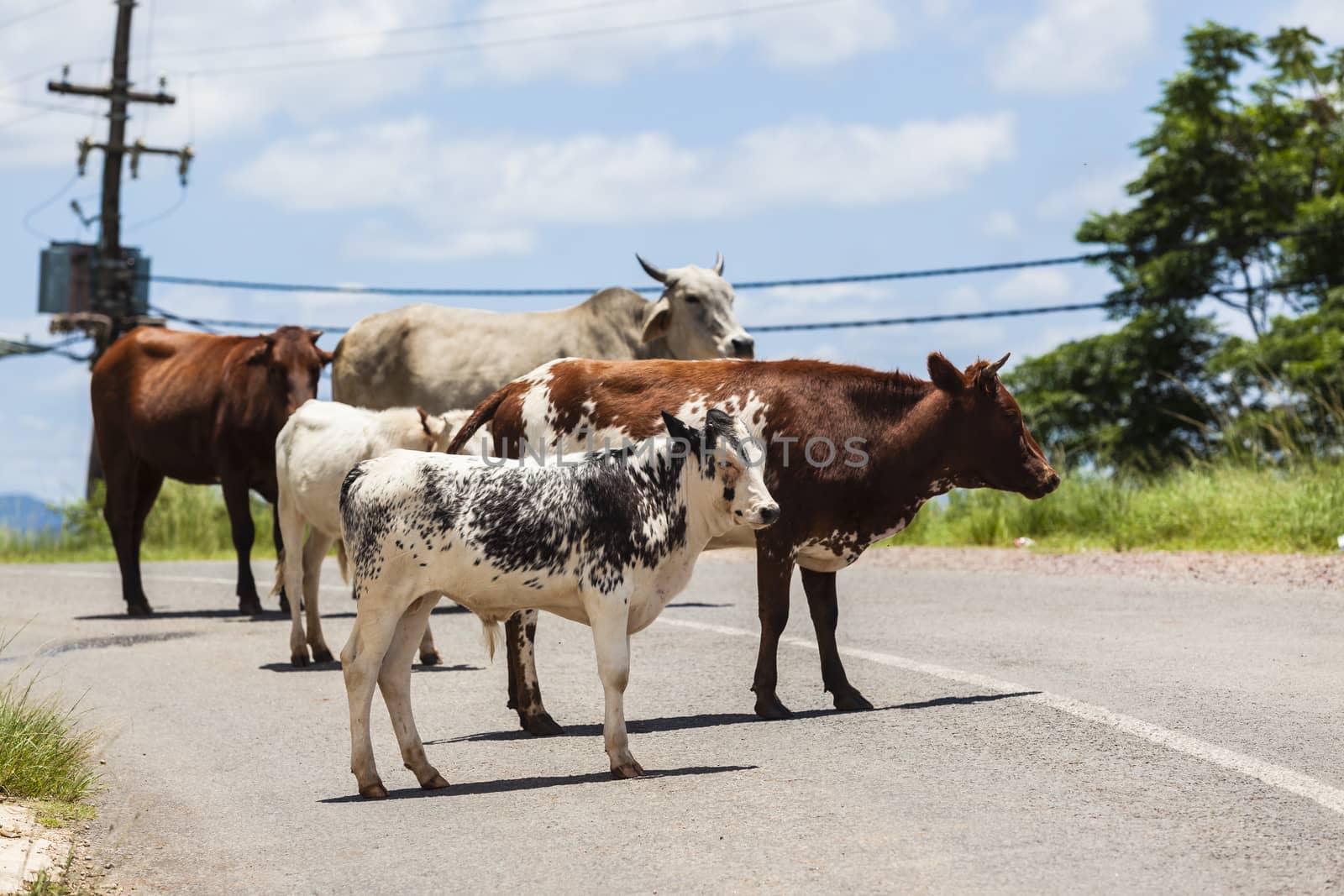 Cattle animals walking down valley road dangerous for local traffic vehicles.