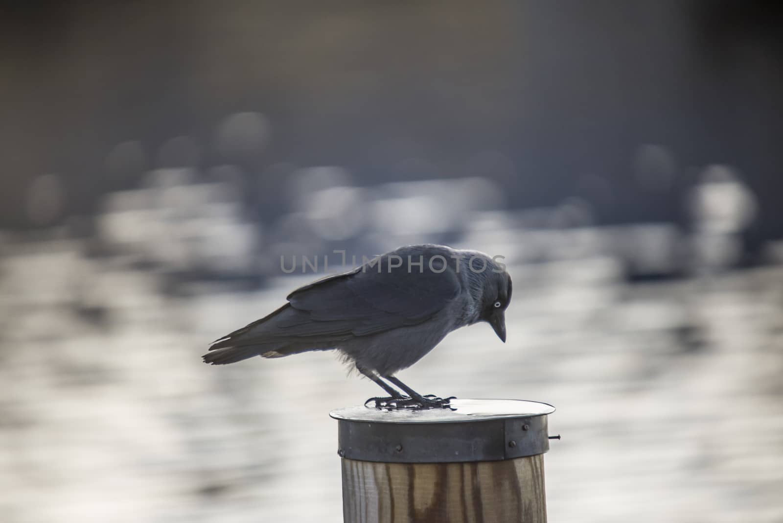 western jackdaw (corvus monedula) norwegian kaie by steirus