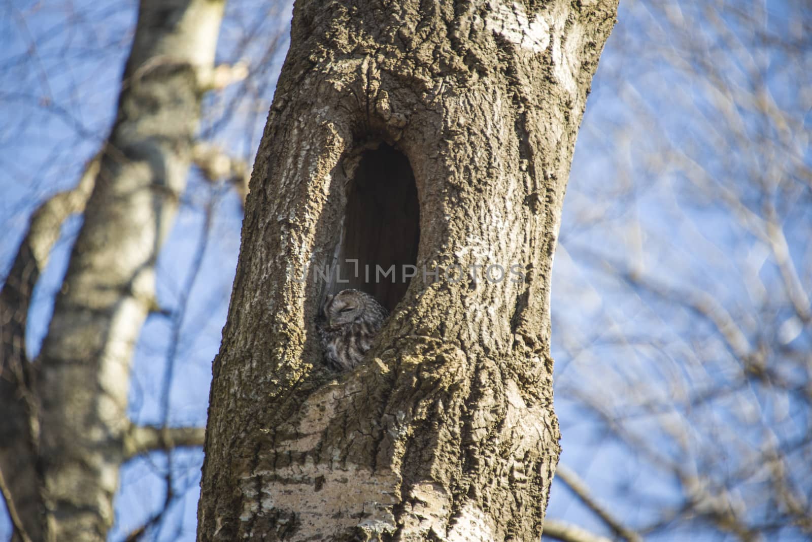 The image is shot in a older preserved deciduous forest  in Halden, Norway called Refne. The owl sits in a hole in the tree and have an overview of most of the forest. The image was shot one day in April 2013.