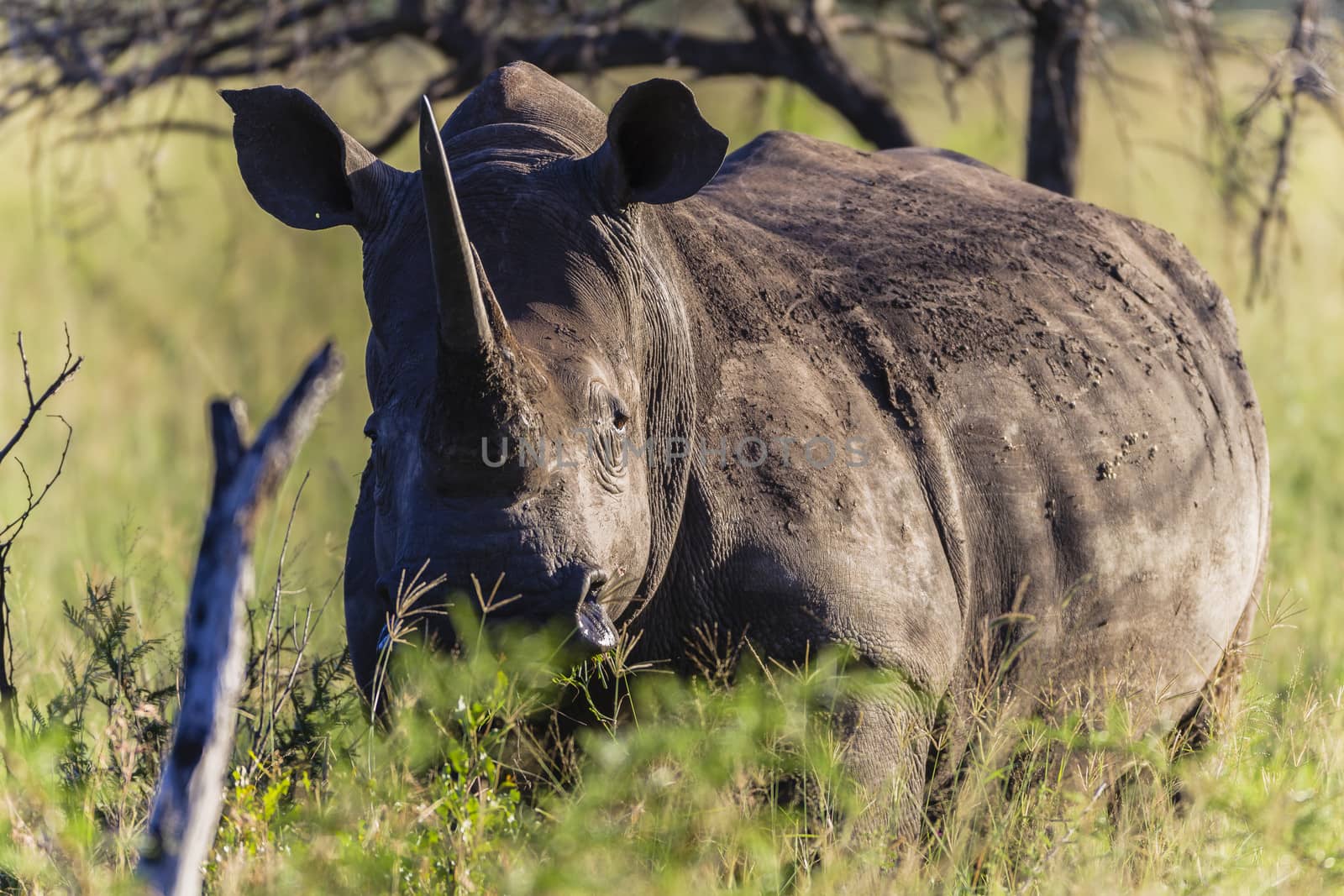Rhino Animal Wildlife alert for dangers in landscape vegetation.
