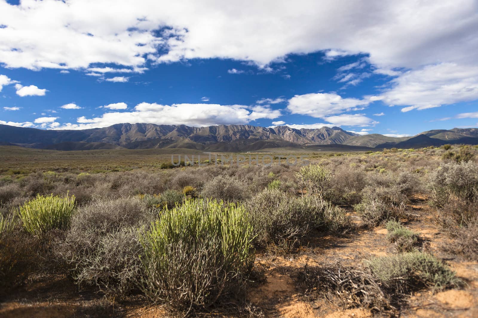 Dry arid terrain vegetation plants on landscape plateau and distant mountains