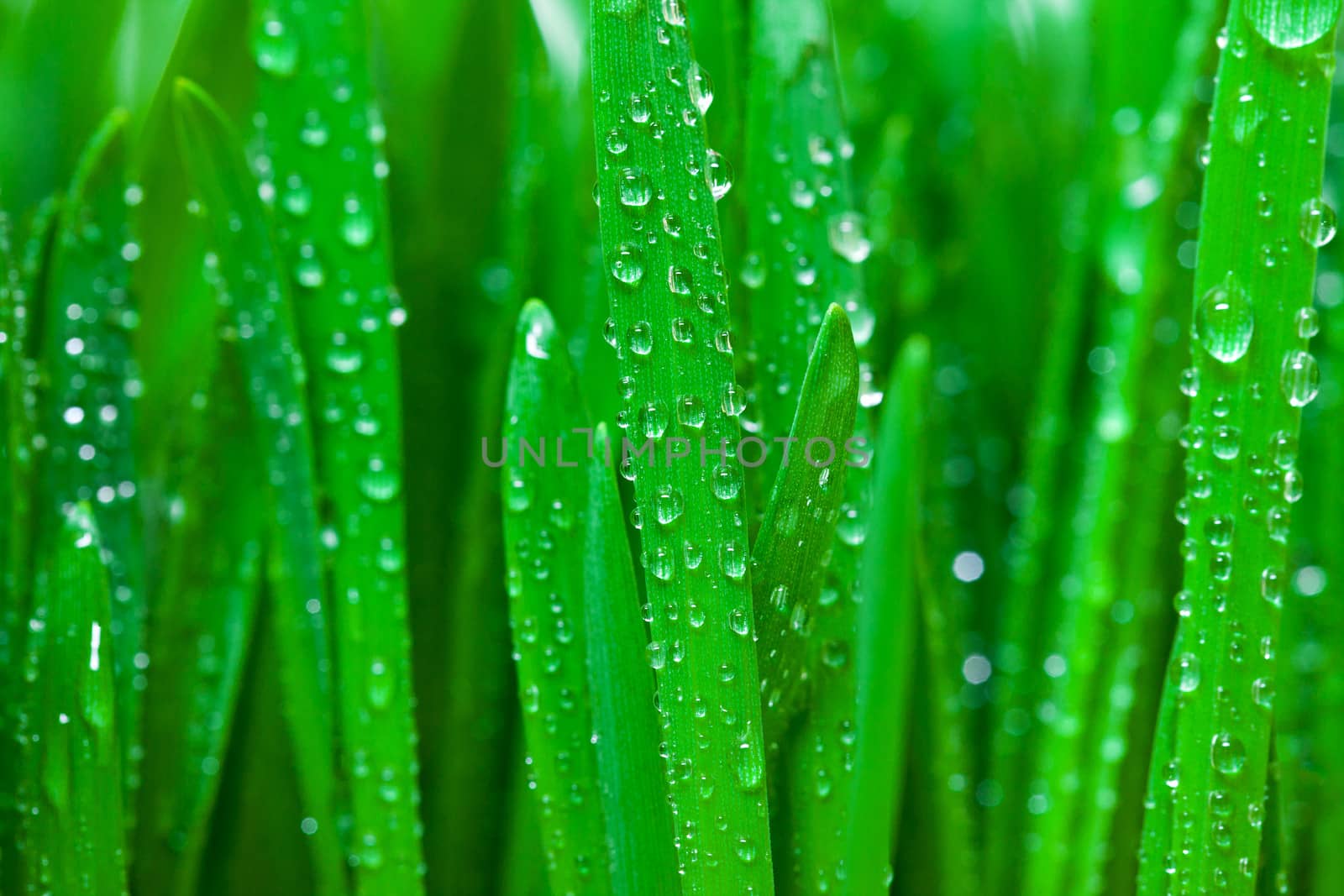 Green grass with dew closeup by Discovod