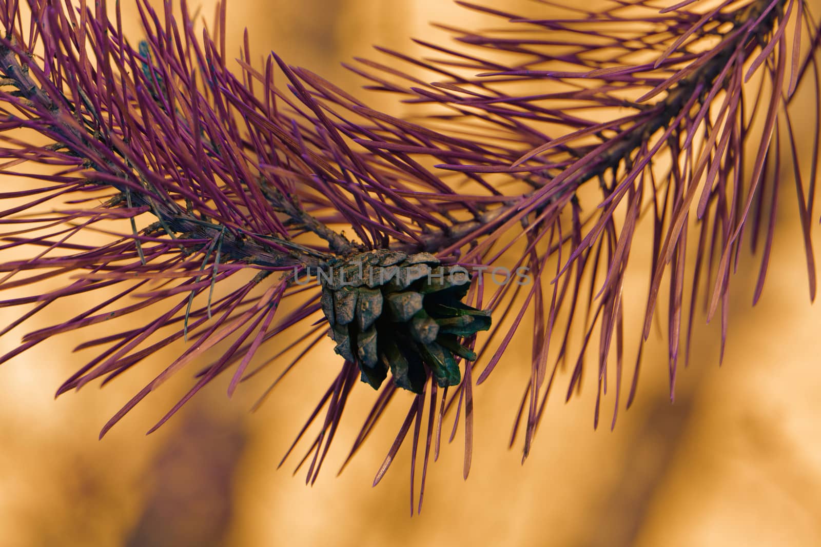 pine cone, on pine branch