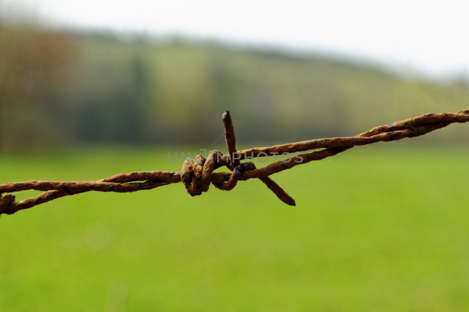 barbed Wire fence in front of the green meadow