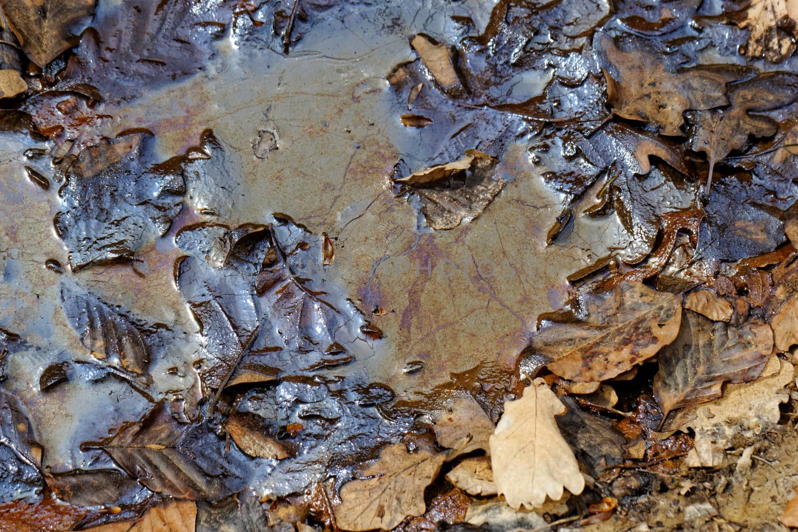 oil pollution on forest land