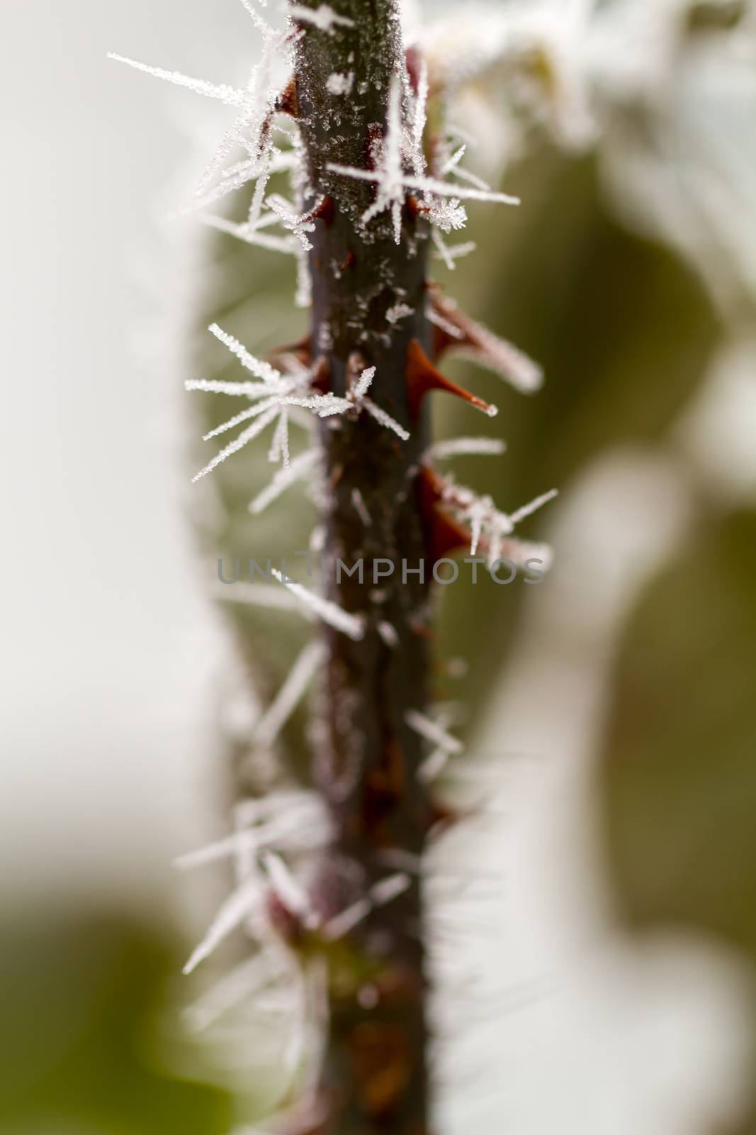 hoarfrosted rose thorn