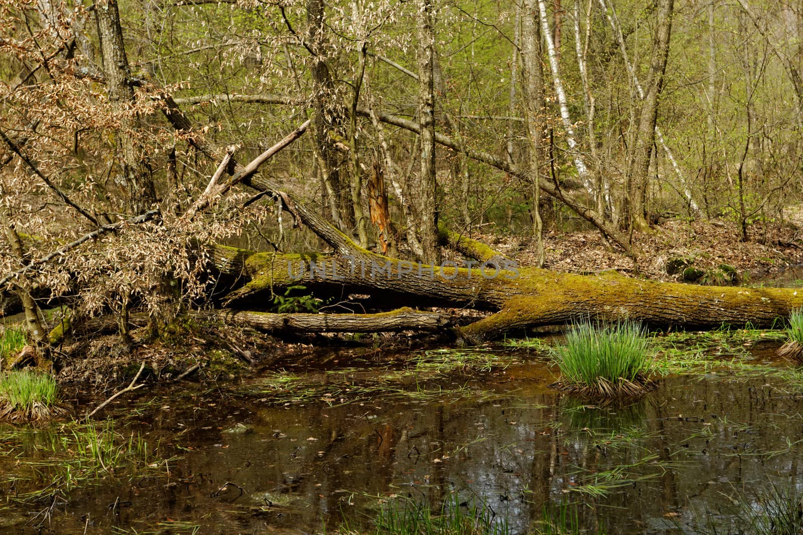 small lake by NagyDodo