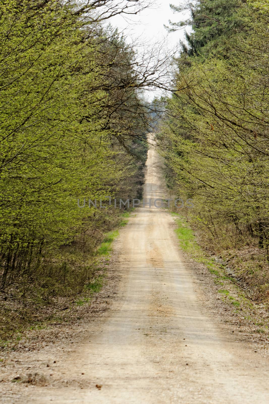 dirt road in the forest