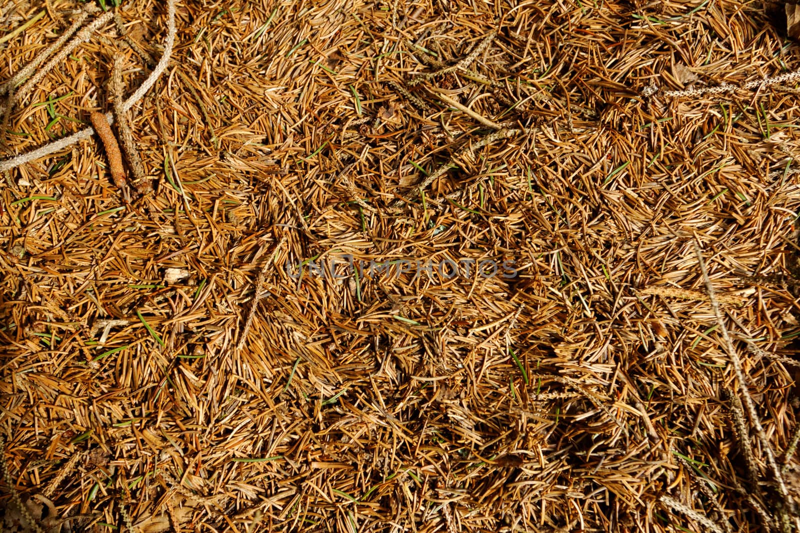 brown dry pine needles background with small brenches