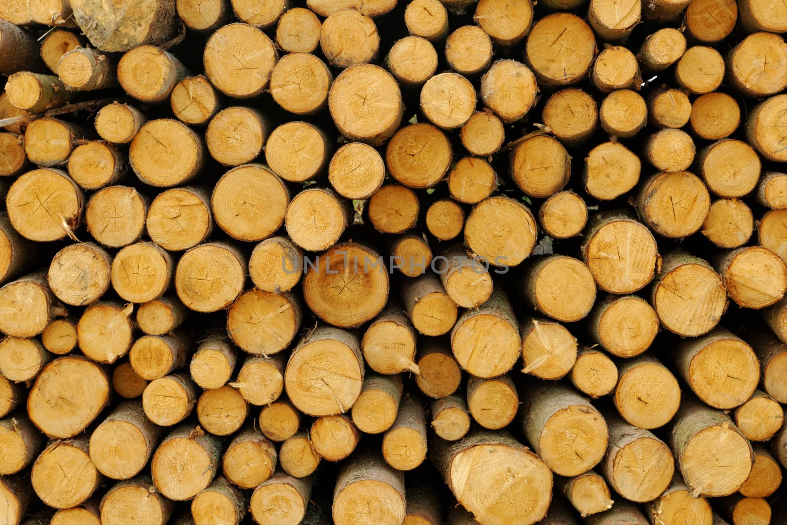 Pile of chopped fire wood prepared for winter