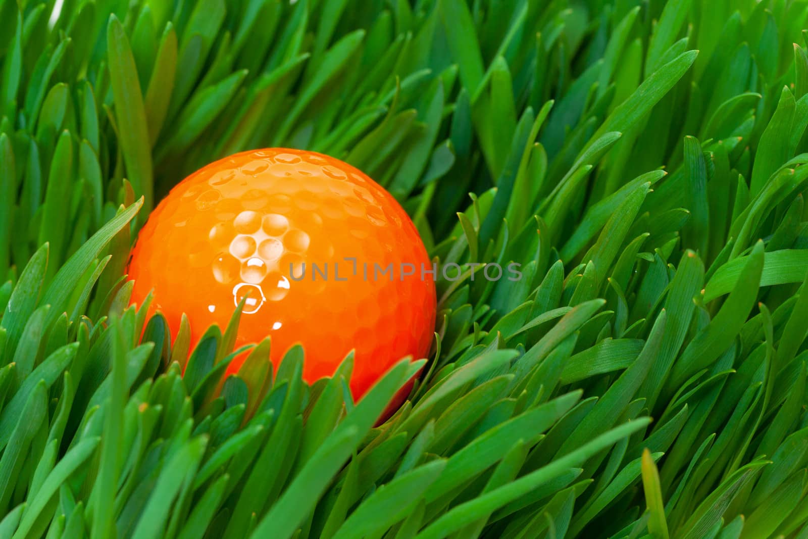 Orange golf ball in the long grass, closeup