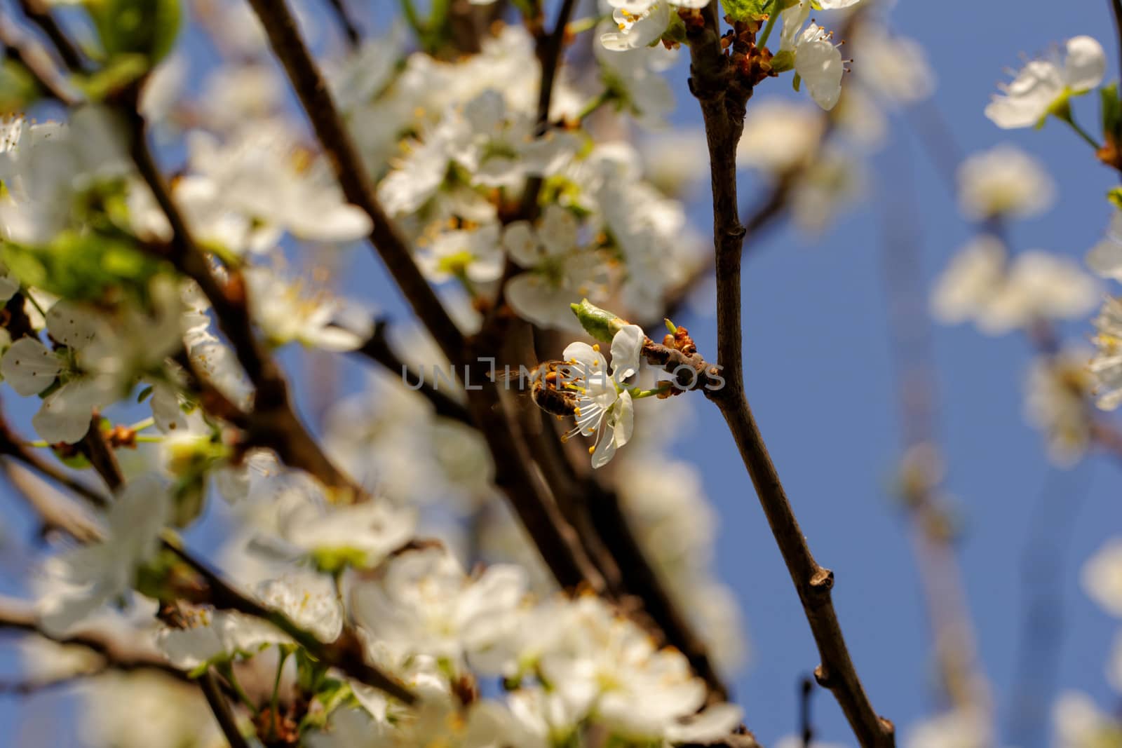 blossom cherry tree with bee by NagyDodo