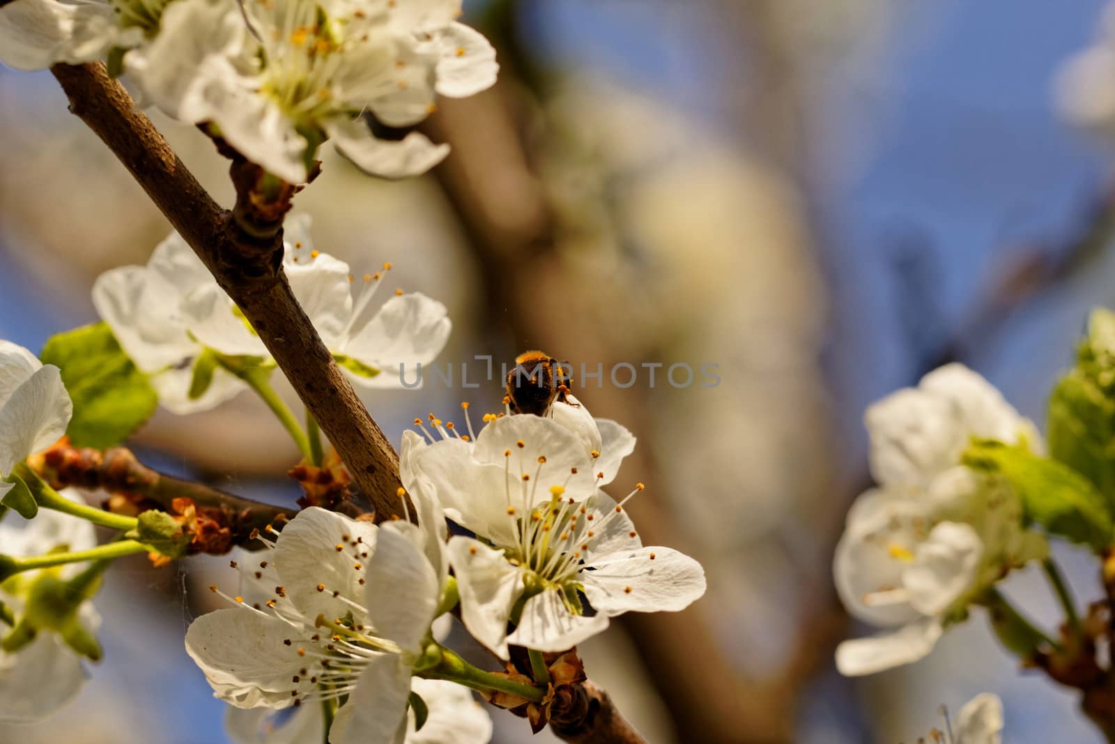 blossom tree with a bee pollination