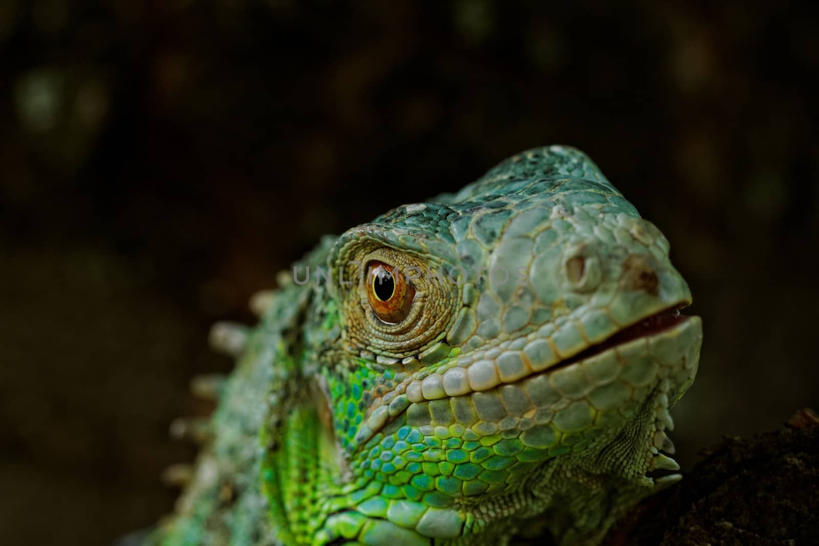 portrait about a green iguana by NagyDodo