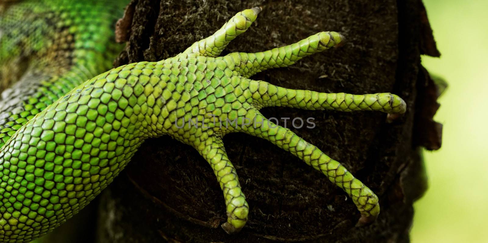 green iguana feet by NagyDodo