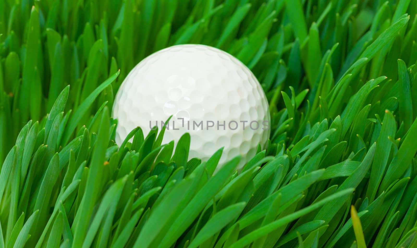 White golf ball in the long grass, closeup