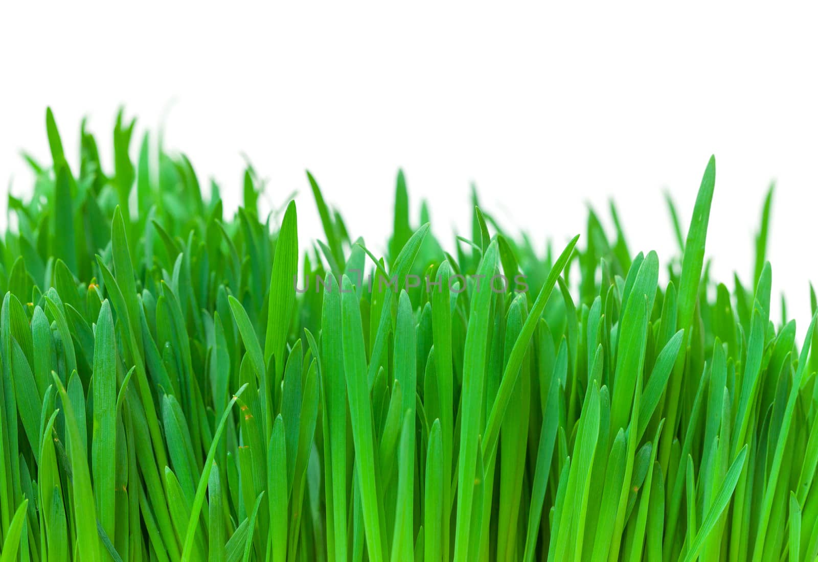 Green grass closeup by Discovod