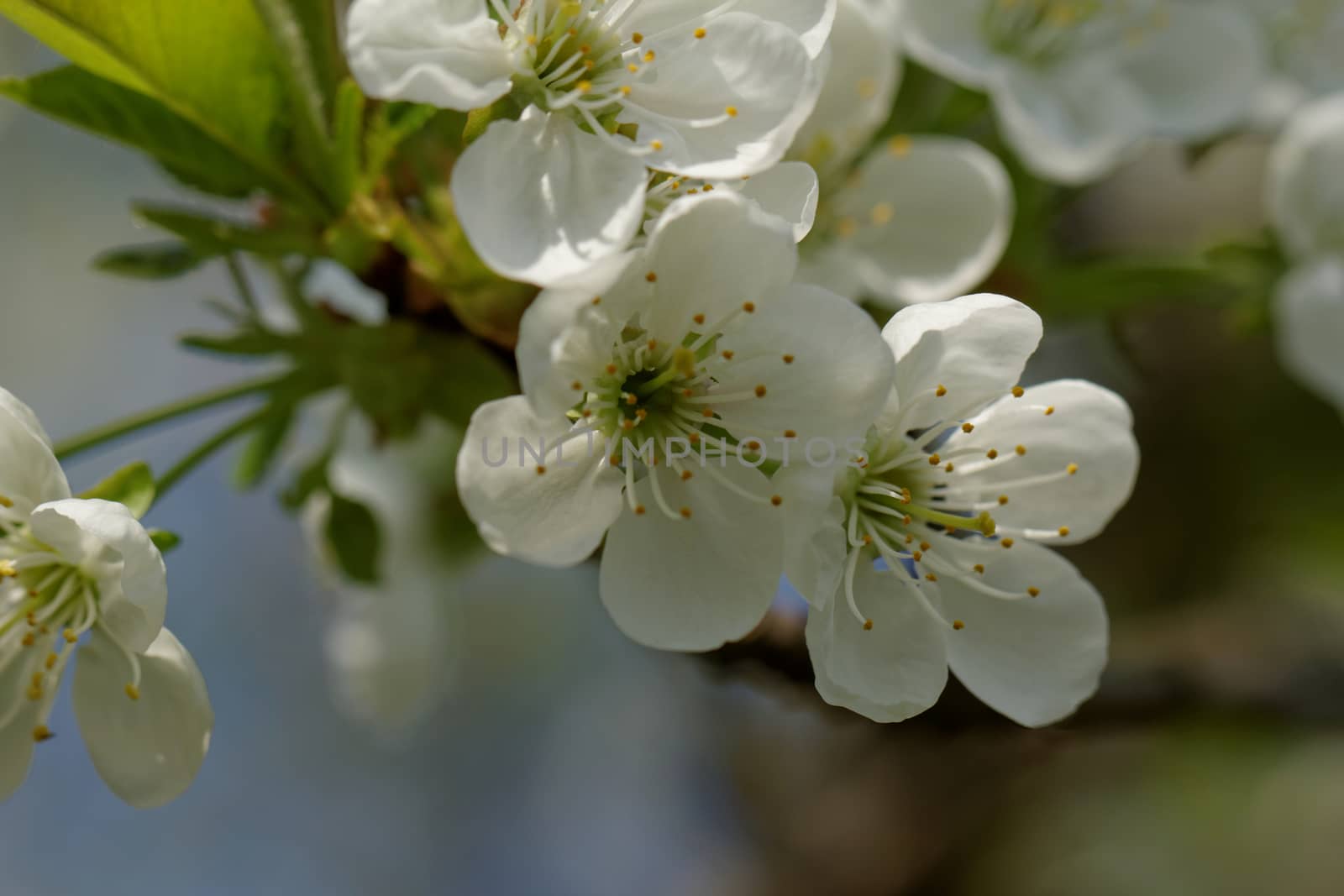 blossom cherry tree by NagyDodo