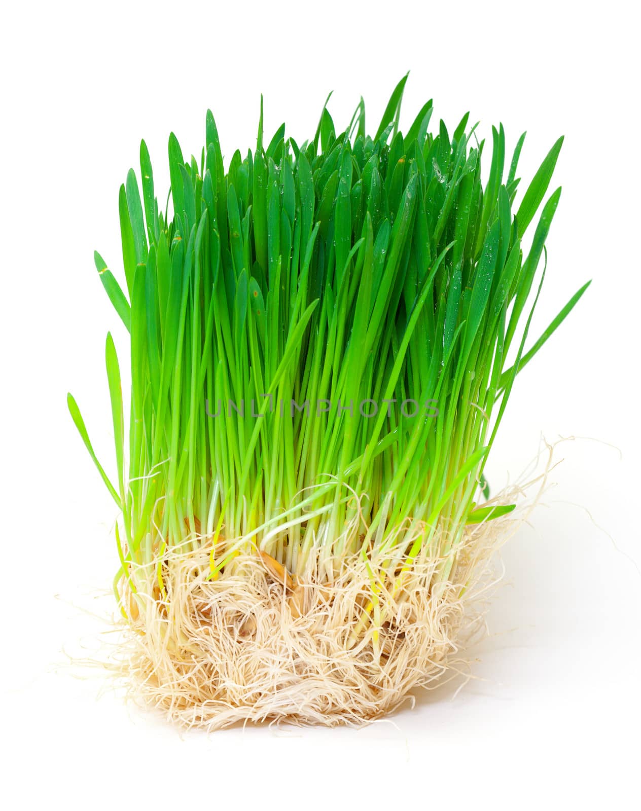 Germinated seeds oats with drop dew on white background