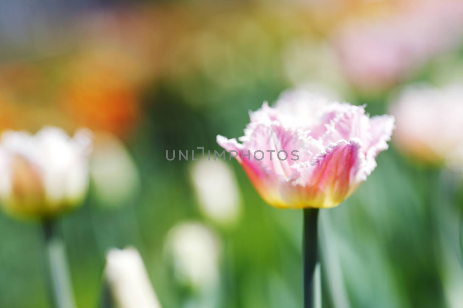 Pink Tulip by Yellowj