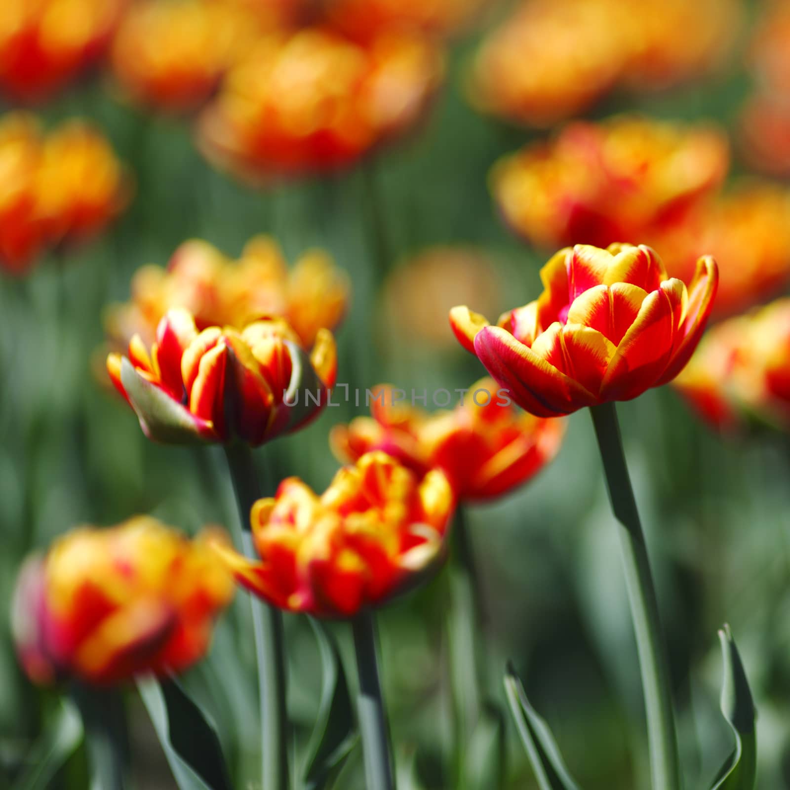 Red Orange Yellow Tulips by Yellowj