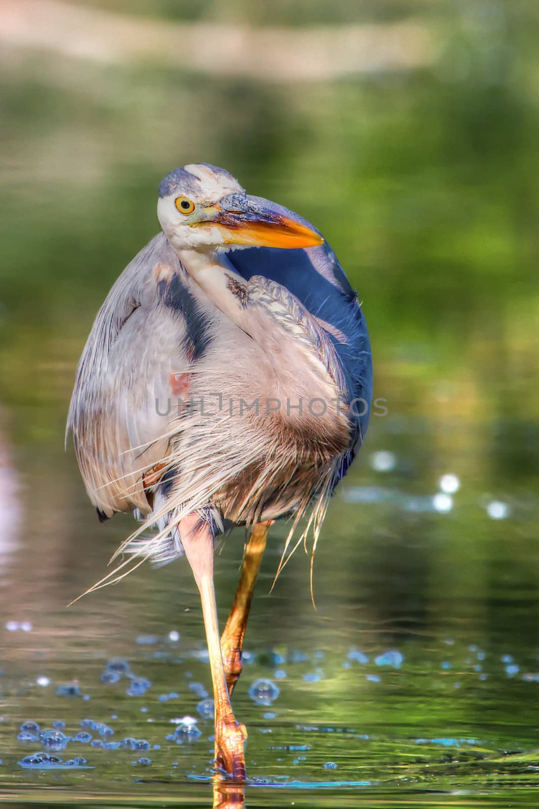 Great Blue Heron fishing in the swamp in hdr