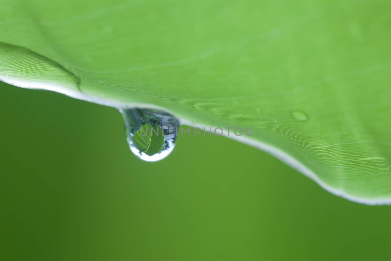 Macro of a green leaf with water drops