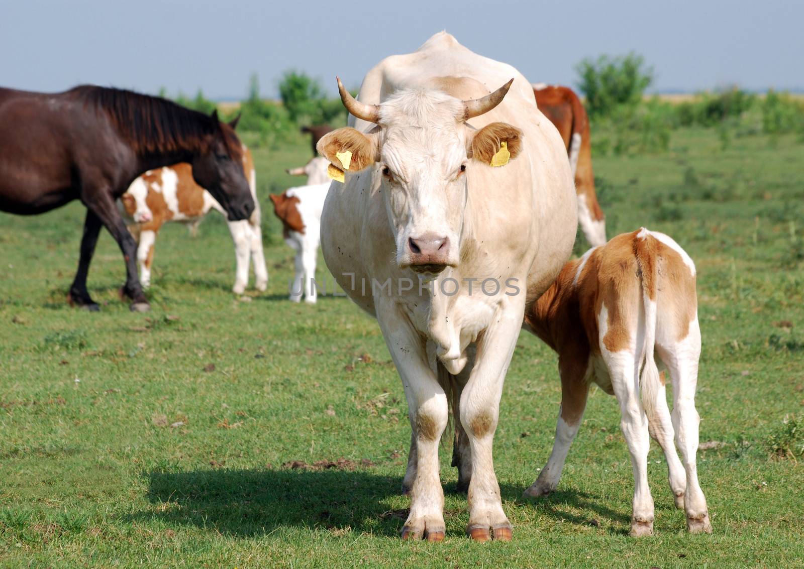 cow and calf on pasture by goce